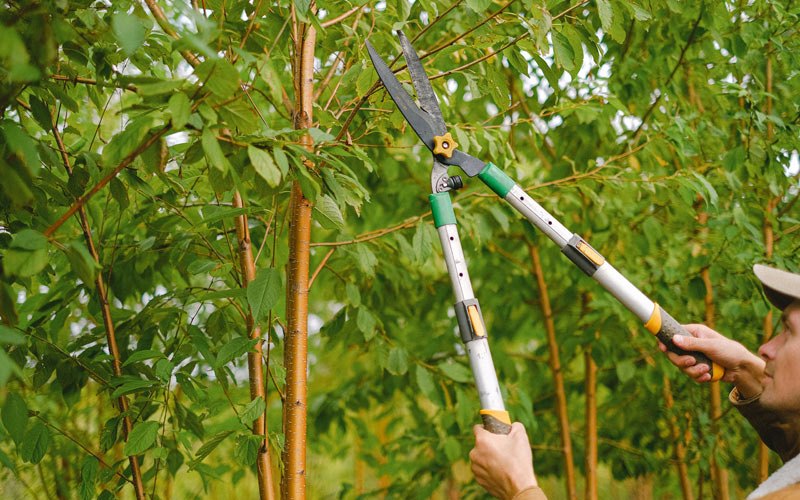 Tree trimming in Saint Bernard, LA