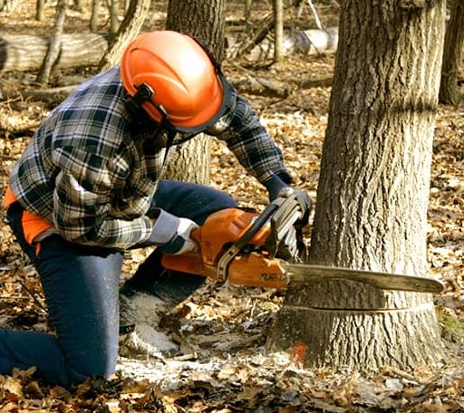 Tree Removal in Saint Bernard, LA